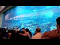 Dubai aquarium, mermaids