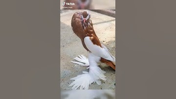 سوره //الاخلاص\\ بصوت الشيخ ..سعد الغامدي..  [جوده عاليه Hd ]
