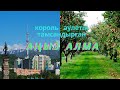 Король әулетін тамсандырған аңыз алма!!!! Аңыз алма жайлы қызықты деректер жиынтығы