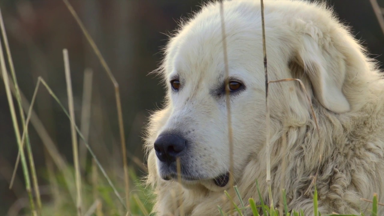 Le Patou Mise En Place Des Chiens De Protection Et Efficacité Face à Un Ours Images Thermiques