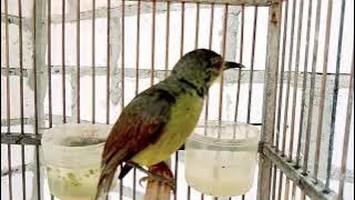 BURUNG KOLIBRI KELAPA TROTOL GACOR || KOLIBRI MANGGAR GACOR