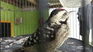 Burung Pelatuk Ulam Gacor Dor ( Video Asli )