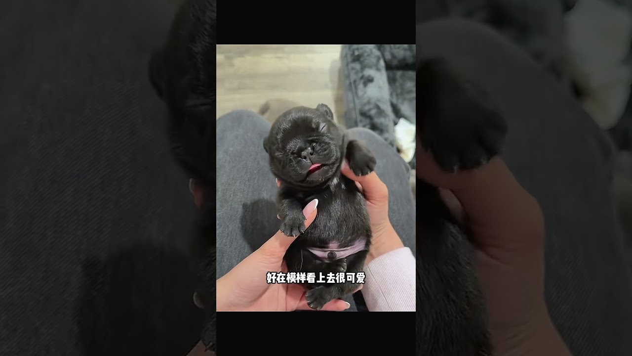 马路中央偶遇小狗，养大发现好可爱