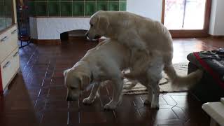 Deckakt Nelly Und Cito