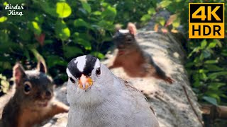 Cat TV for Cats to Watch 😺🐿 Selfie-loving Squirrels and Birds 🐦 8 Hours(4K HDR)