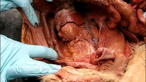 Cat Dissection: Organs... Part 2, Exam 4