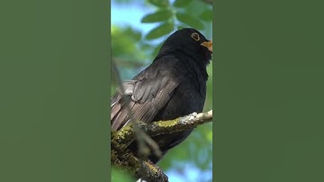 Thumbnail of BLACKBIRD song 🎵🥰