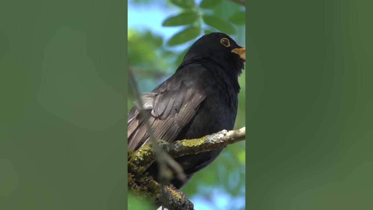 BLACKBIRD song 🎵🥰