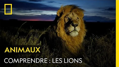 Quelle couleur sont les Lions ?