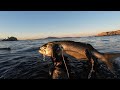 Kofana ve levrek avları invert roller zıpkının inanılmaz performansı #bluefish#labrax #spearfishing 