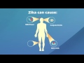 Zika virus  animated infographics