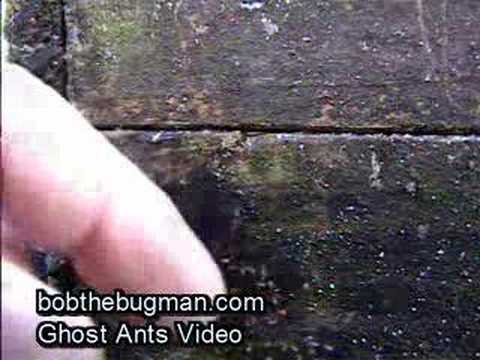 Ghost Ants