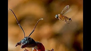 Горбатки-убийцы и муравьи Polyrhachis