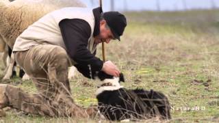 Entrenando Tu Border Collie (2011)