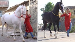 Marwari Horse stallion kesa laga hame... Vikrant stud farm