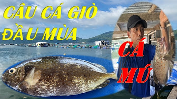 Câu Cá Biển - Câu Cá Giò Đầu Mùa - Cá Mú | Cảng Vũng Rô - Thả Xuống Là Ăn
