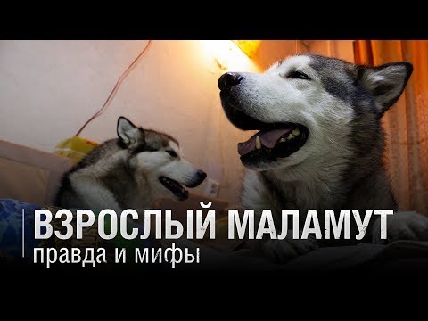 ВЗРОСЛЫЙ МАЛАМУТ ◆ Правда и мифы