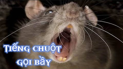 Tiếng chuột kêu cứu gọi bầy | The sound of the mouse calling for help
