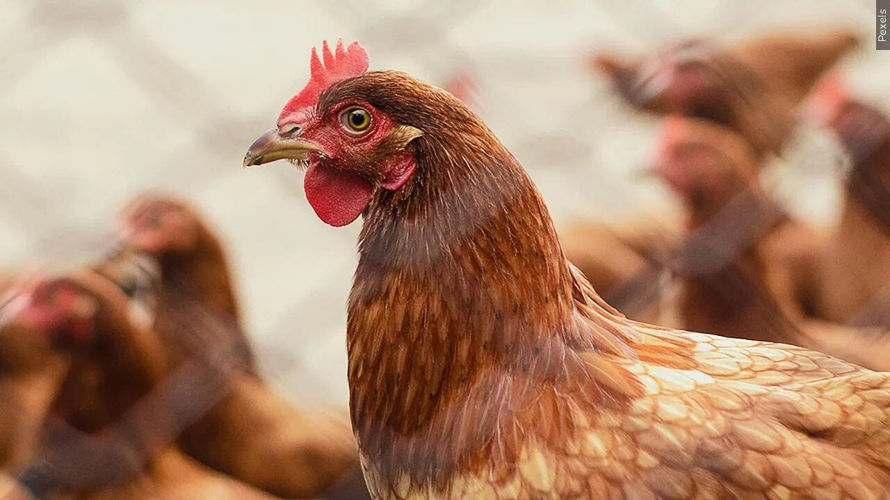 Bird flu detected in a second Ingham County backyard flock