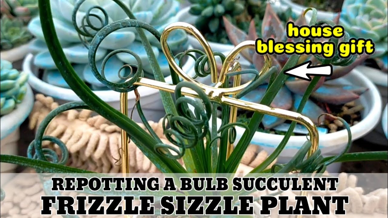 REPOTTING A BULB SUCCULENT || Rare Albuca Spiralis Frizzle Sizzle as a  house blessing plant gift