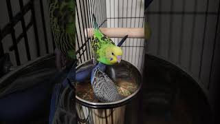 Blue and Green Budgies Eating #birds #parakeet #budgie