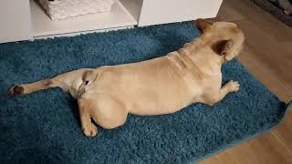 Rocco french bulldog-morning yoga