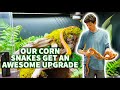 How to set up a corn snake bioactive habitat nagini  fierce get a major upgrade