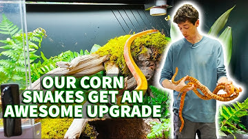 How to set up a corn snake bioactive habitat (Nagini & Fierce get a major upgrade)