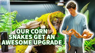 How to set up a corn snake bioactive habitat (Nagini & Fierce get a major upgrade)
