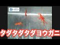 【コシオレガニ】タダタダタダヨウガニの遊泳【サンシャイン水族館】