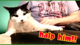 Twitch Cat Fail But Saved By Streamer