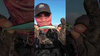 Un señuelo que no puede faltar 🍉💥 #angler #pesca #fishing #seabass #pescachile #pescadeportiva