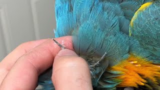 Opening Parrot’s Pin Feather