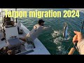 Crazy tarpon fishing in south florida silver king