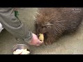 ヤマアラシののんびり動画 / 東山動物園