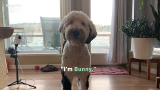 Bunny the Dog Can Talk! | Localish