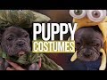 PUPPY Halloween Costumes ft. ADELAINE MORIN (Beauty Break)