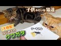 猫と片足のクワガタの出会い。優しく見守る猫たちにほっこり