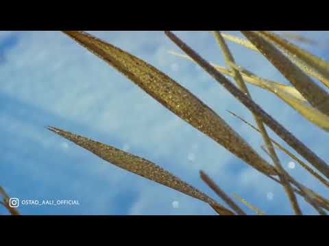 حاج آقا عالی