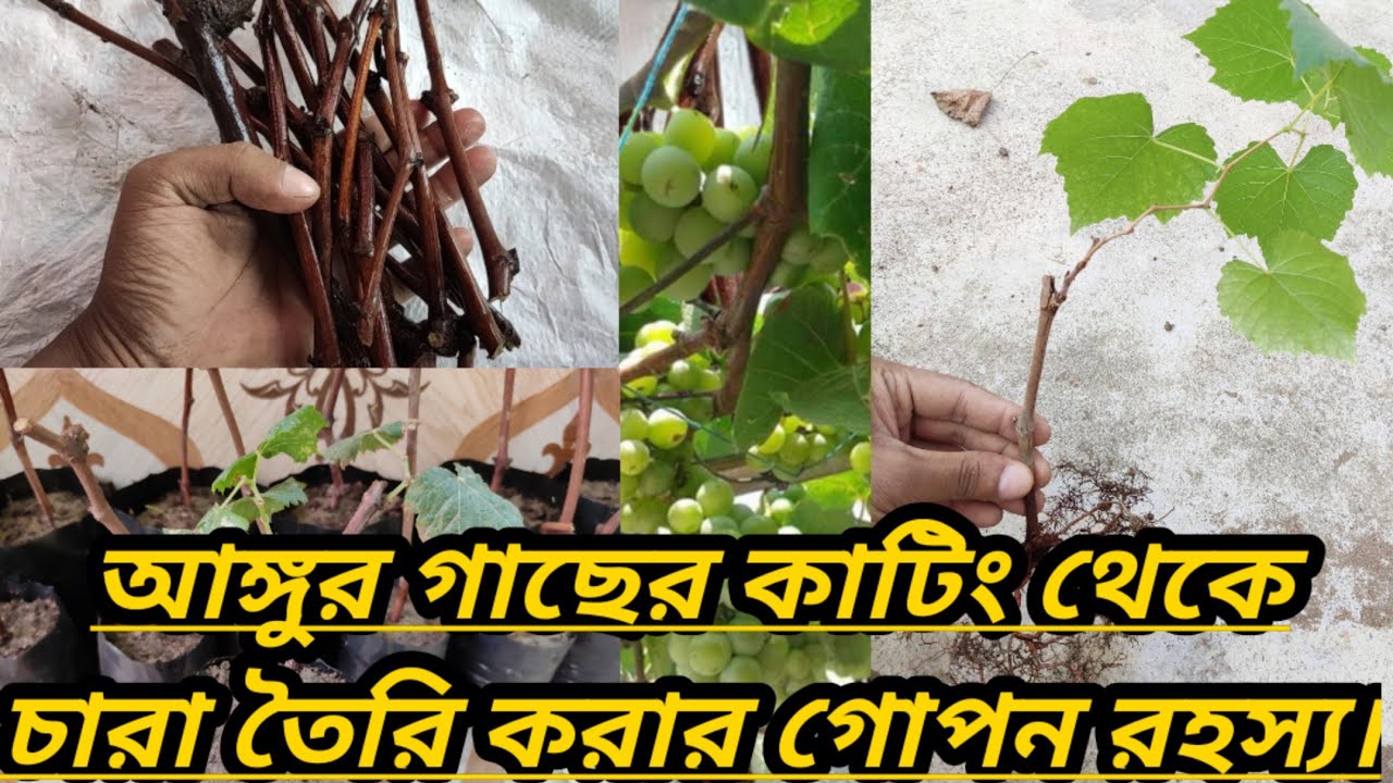 আঙ্গুর গাছের কাটিং থেকে চারা তৈরি করার গোপন রহস্য।।Secret to making seedlings from grapes cuttings।।