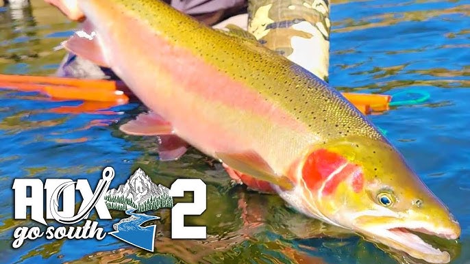 Hooking MORE Steelhead In One Day Than ALL Year!