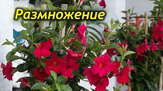 Π²ΠΈΠ΄Π΅ΠΎ: Π Π°Π·ΠΌΠ½ΠΎΠΆΠ΅Π½ΠΈΠ΅ Π΄ΠΈΠΏΠ»Π°Π΄Π΅Π½ΠΈΠΈ (ΠΌΠ°Π½Π΄Π΅Π²ΠΈΠ»Π»Ρ)  Π² Π΄ΠΎΠΌΠ°ΡΠ½ΠΈΡ
 ΡΡΠ»ΠΎΠ²ΠΈΡΡ
 β ΡΠ΅ΡΠ΅Π½ΠΊΠ°ΠΌΠΈ, ΡΠ΅ΠΌΠ΅Π½Π°ΠΌΠΈ, ΡΡΠ°ΠΌΠΈ. ΠΊΠ°ΡΡΠΈΠ½ΠΊΠ°: Π Π°Π·ΠΌΠ½ΠΎΠΆΠ΅Π½ΠΈΠ΅ Π΄ΠΈΠΏΠ»Π°Π΄Π΅Π½ΠΈΠΈ (ΠΌΠ°Π½Π΄Π΅Π²ΠΈΠ»Π»Ρ)  Π² Π΄ΠΎΠΌΠ°ΡΠ½ΠΈΡ
 ΡΡΠ»ΠΎΠ²ΠΈΡΡ
 β ΡΠ΅ΡΠ΅Π½ΠΊΠ°ΠΌΠΈ, ΡΠ΅ΠΌΠ΅Π½Π°ΠΌΠΈ, ΡΡΠ°ΠΌΠΈ.