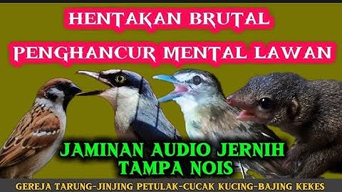 Masteran viral 2025 buktikan saja | gereja tarung, jinjing petulak, cucak kucing & bajing kekes