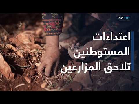 Olive Harvest in the West Bank: A Harvest Under Threat
