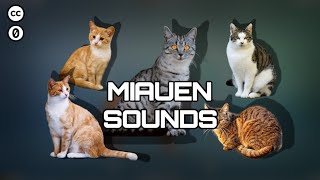 Katzen miauen - Soundeffekte (Kostenlos | CC0)