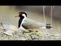 Lapwing Chicks Survival Strategies