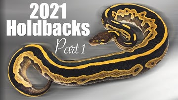 2021 holdback ball pythons Part 1!! What have we held back so far!?!?