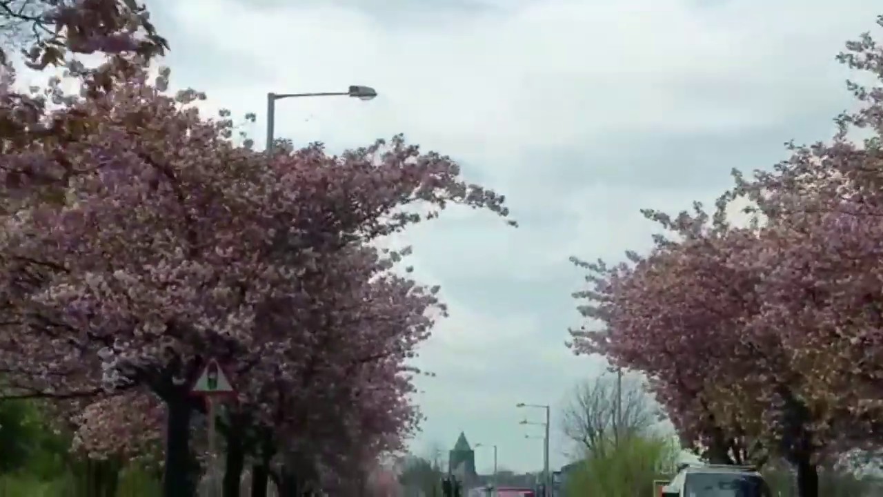 spring flowers during lockdown in uk YouTube