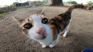朝の公園で元気に遊ぶ野良猫達がカワイイ