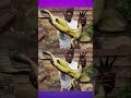உலகத்திலேயே பெரிய தவளை 😱 பூனை அளவுக்கு இருக்கும்! #animalfactstamil #tamilshorts #animals